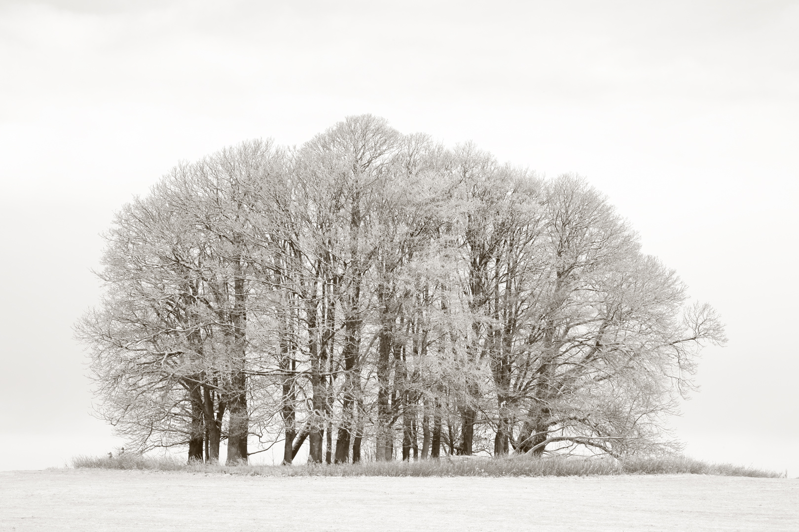 Trees in the snow at Dinefwr