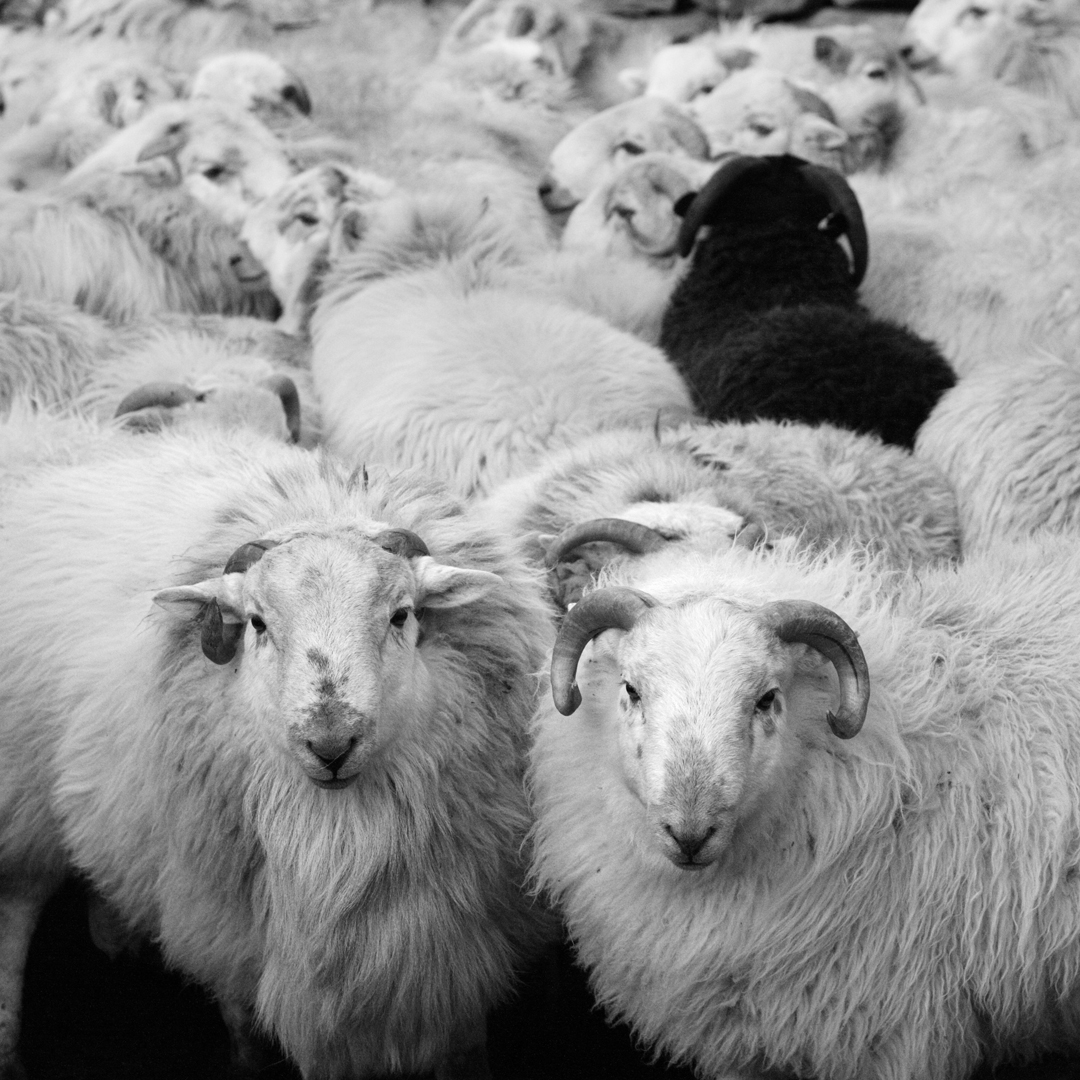 The black sheep