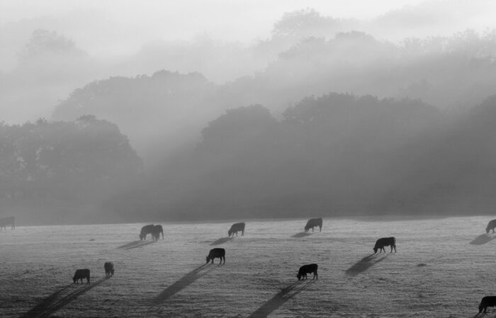 Cows grazing in the early morning in Wales