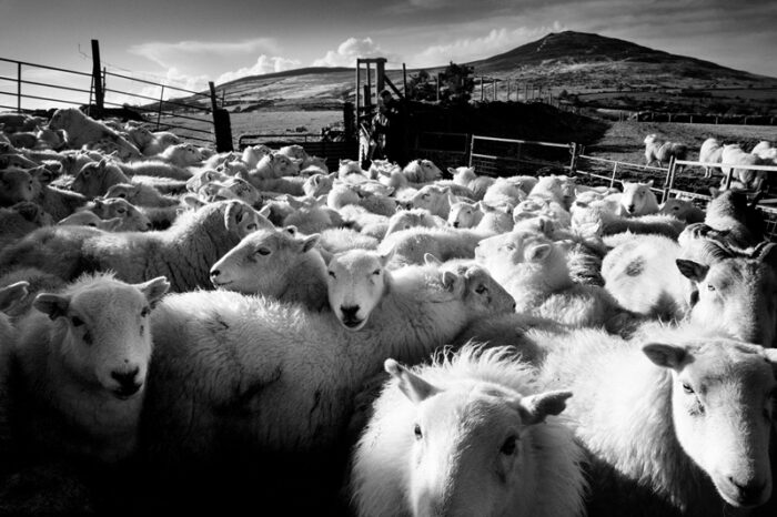 A flock of sheep in a field in the Preseli Hills in Pembrokeshire