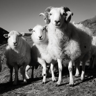 Sheep The Abergwesyn Pass, Cambrian Mountains