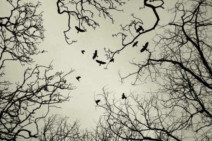 The Crows