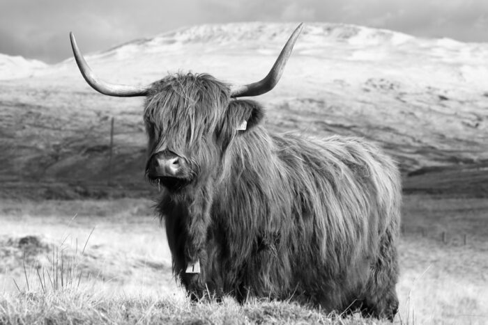 Highland Cow Pembrokeshire