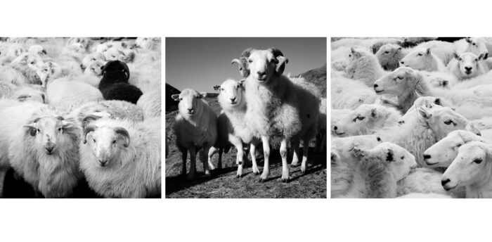 Lamb and Sheep Triptych