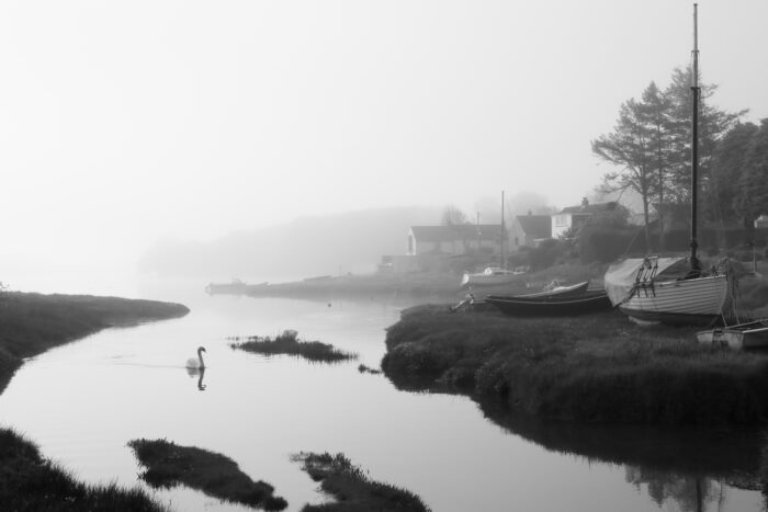 A swan paddling on a river in the early morning