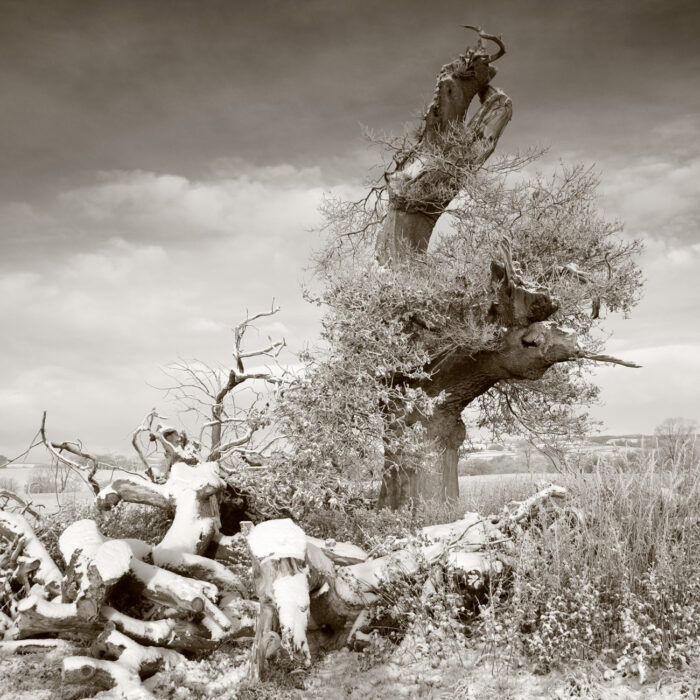 A collapsed oak tree stting in a snowy landscape