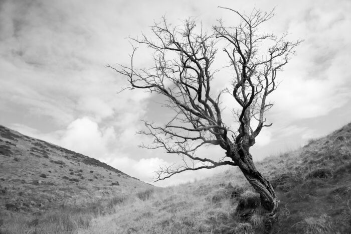A lone tree on a hill in the Cambrian Mountains in Ceredigion in West Wales