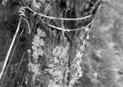 A rotten fence post in Ceredigion