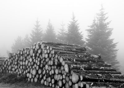 Forestry land in Ceredigion
