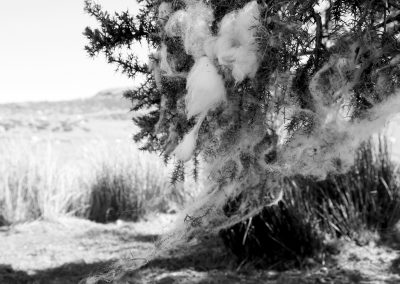 Wool on a gorse bush in Ceredigion