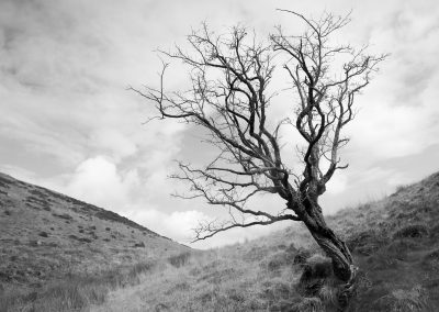 A lone tree in the Cambrian Mountains