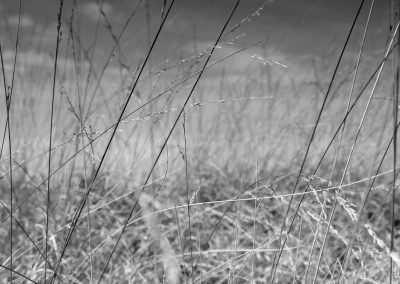Grasslands in the Cambrian Mountains