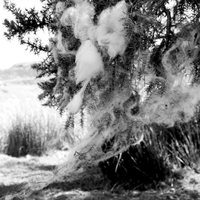 A gorse bush with wool hanging from it in Ceredigion