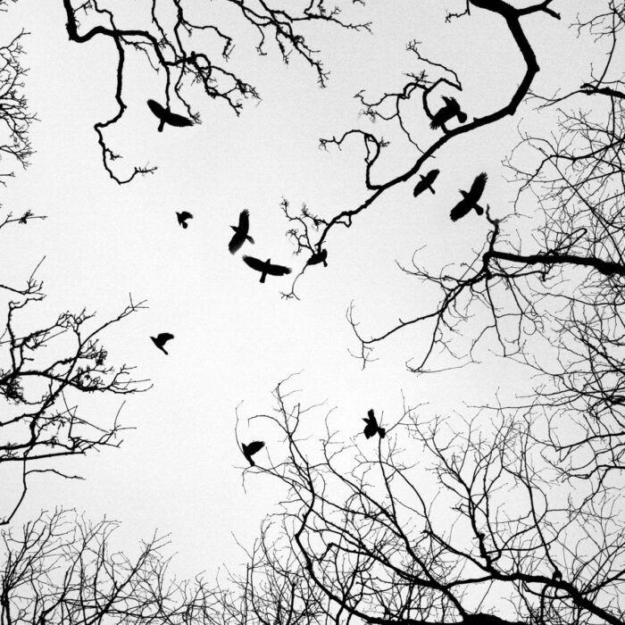 Crows in st davids cathedral pembrokeshire
